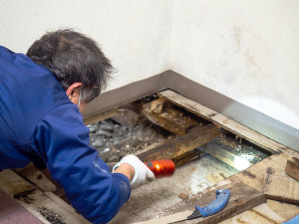 Best Attic Mold Remediation in Gordon, NE