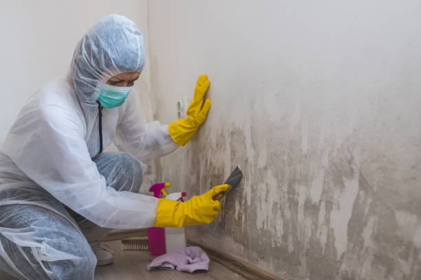 Best Industrial Mold Remediation in Gordon, NE