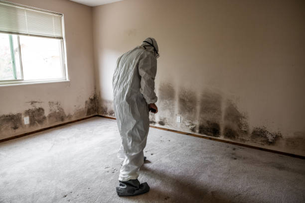 Best Basement Mold Remediation in Gordon, NE