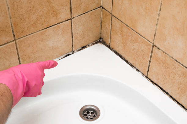 Best Mold Remediation for Specific Building Types in Gordon, NE